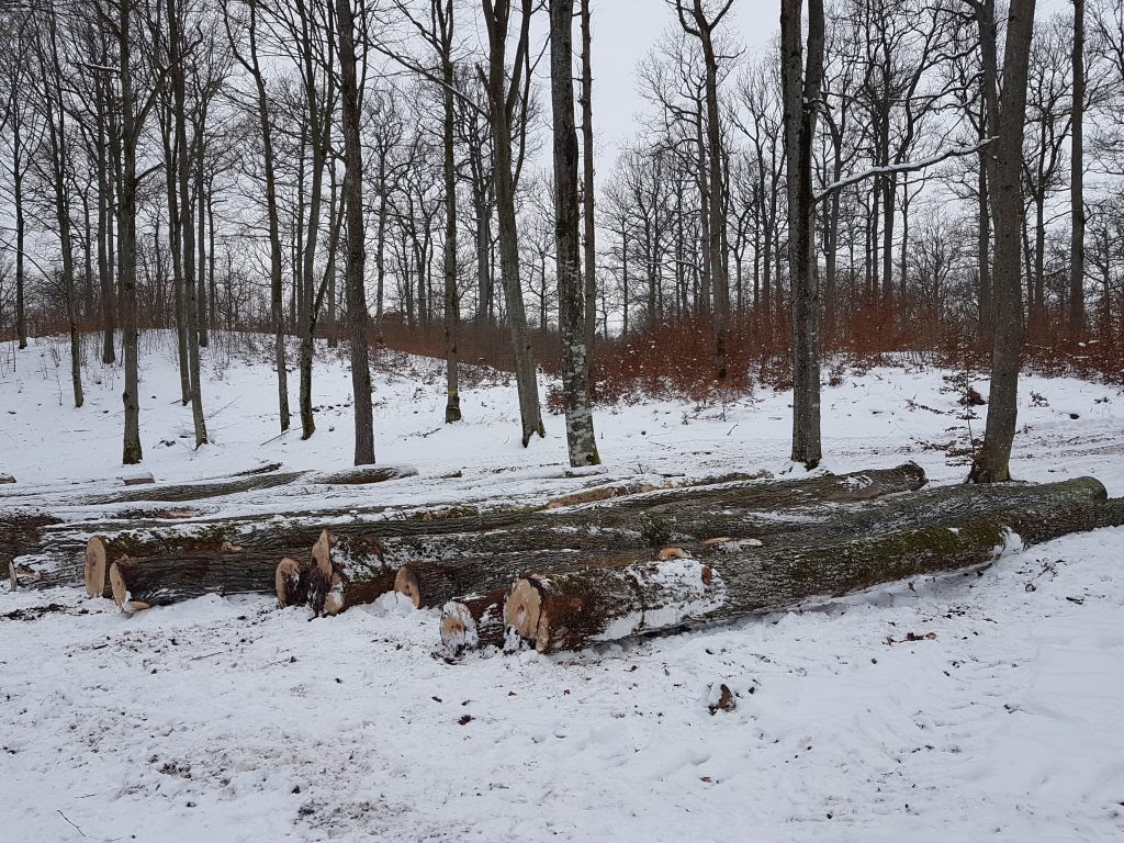 Na zdjęciu widoczne są kłody drewna. Wycinka zimą ma tę zaletę, że drzewo pozbawione jest liści, a ilość soków wewnątrz drzewa jest ograniczona.