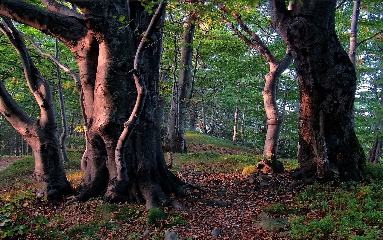 buk - drzewa w lesie bukowym