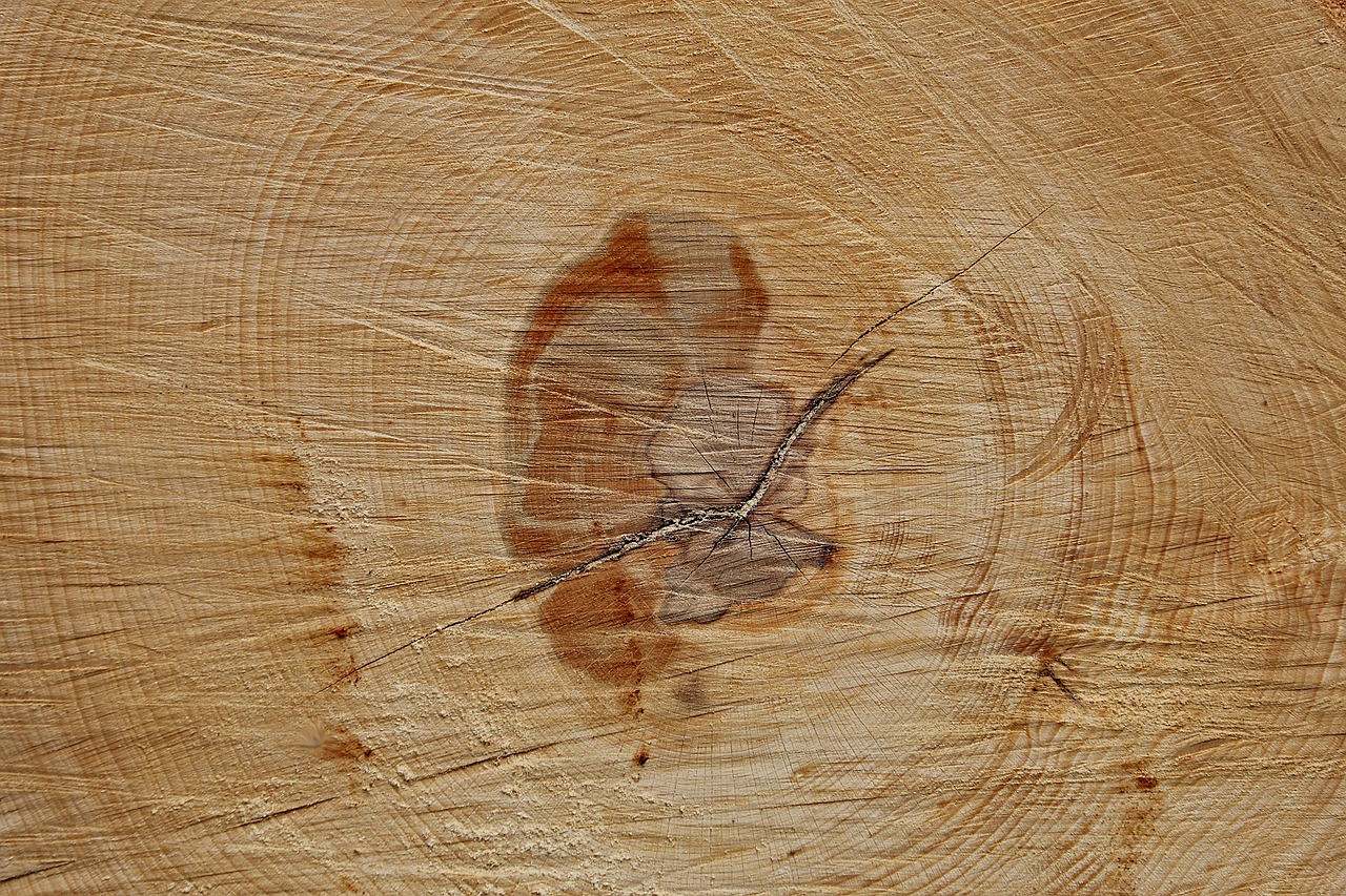 buk - struktura drewna bukowego