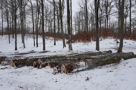 Na zdjęciu widoczne są kłody drewna. Wycinka zimą ma tę zaletę że drzewo pozbawione jest liści a ilość soków wewnątrz drzewa jest ograniczona